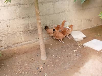 misri murgiyan 3 months