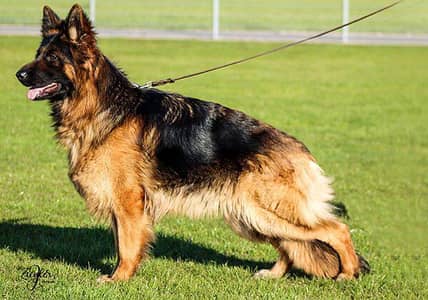 German shepherd female long coat for sale