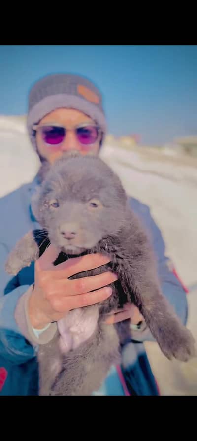 High Quality Germon Shepherd Puppies