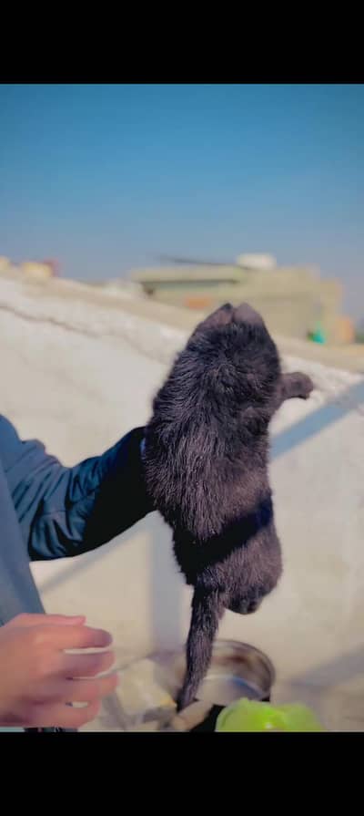 High Quality Germon Shepherd Puppies