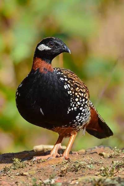 KALA TEETAR FOR SALE