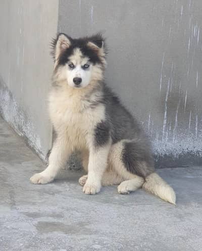 Husky Puppies wooly coat pedigree