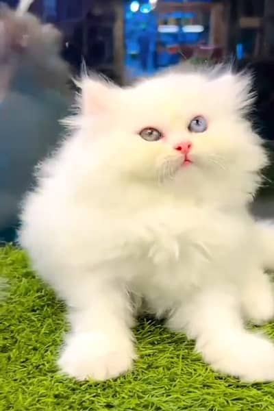 Persian cat kitten for sale. My WhatsApp 03472175246