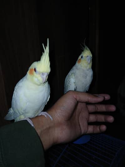 Tamed cocktail 2 parrots