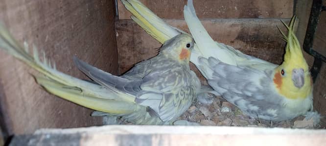 cockatiel breeder pair