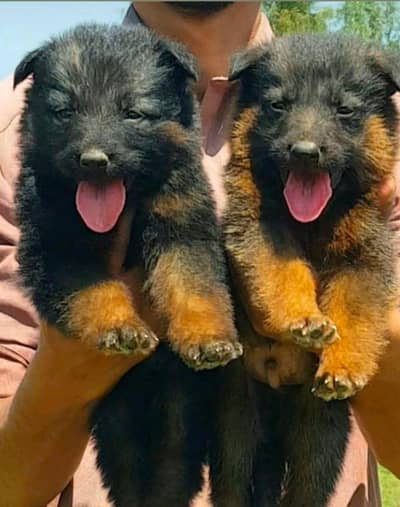 German shepherd | Puppy | GSD | Dog for sale | Long coat Puppy