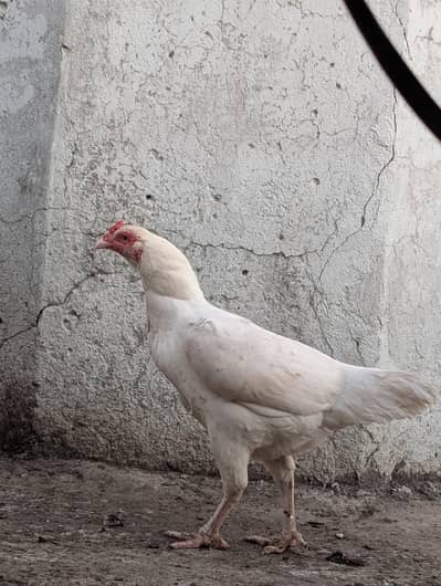 paper white Heera aseel female available Whatsapp: 03159640025