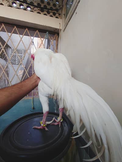 PURE HEERA A1 MURGA TOP