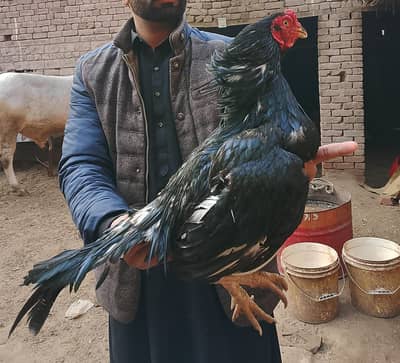 Pure lasanni breed | Aseel Murgha | Male Lasani Aseel