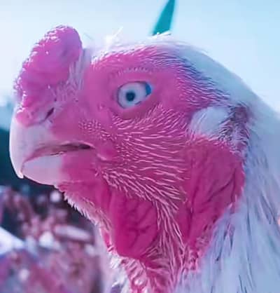 Indian perrot beak tempertail patha 03324997411 sirf bcha sale krna