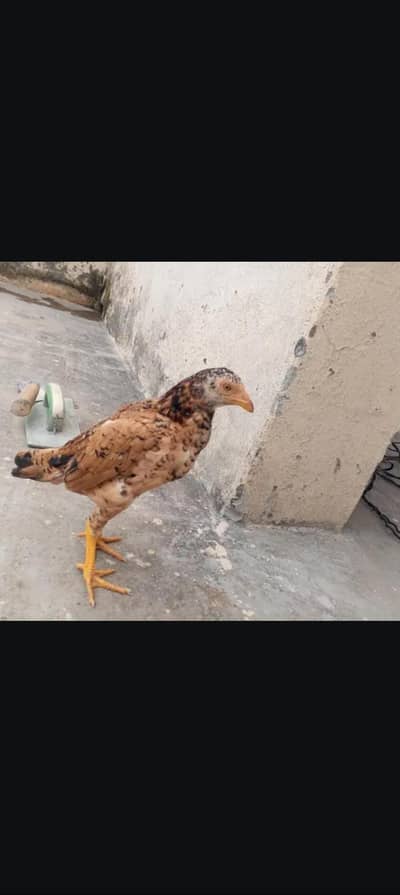 Aseel Mianwali chicks / Hens Aseel / Aseel chicks Pairs