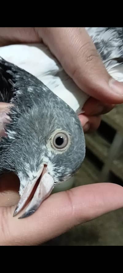 high flying birds hai