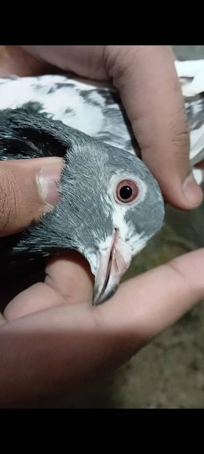 pair is available price ma kami bi ho jai gi