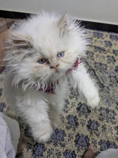 white Persian kitten|Double coated| Semi Face|Blue Eyes kittens