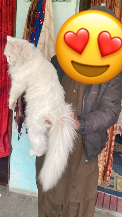 Persion Triple Coat Female For Sale