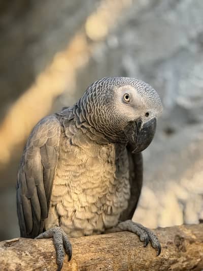 African grey adult male