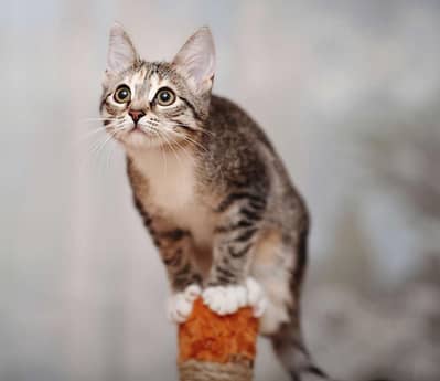 American short hair kitten