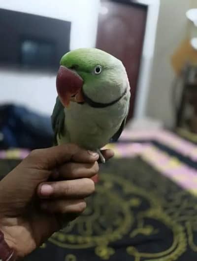 kashmiri raw parrot hand train WhatsApp app 0313----1709-----302
