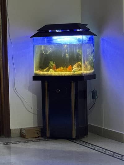 Fish tank with fishes for sale