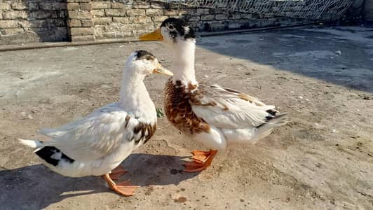 Healthy Duck Pair for Sale (Male & Female)