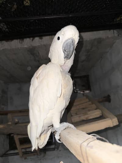 Moluccan cockatoo semi tamed male