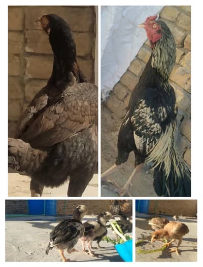 Aseel male and female with 9 chicks