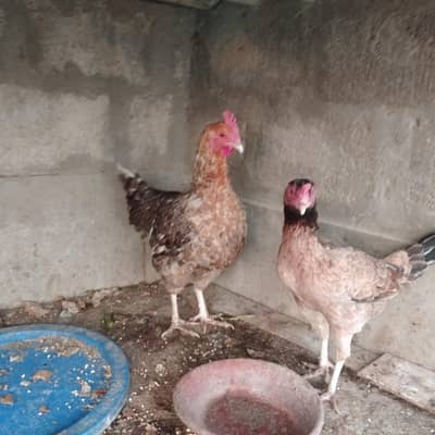Hen's for sell