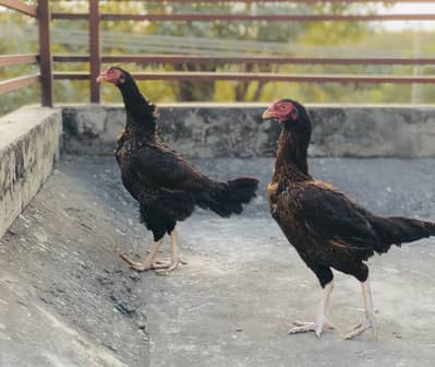 Beautiful Quality Aseel females and males Available for sale