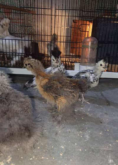 Blue silkie golden silkie white silkie silver Laced Polish white polis