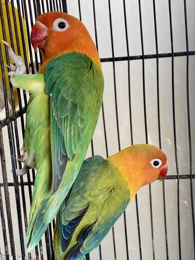 Opaline breeder pair