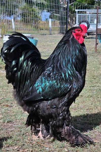 Black brahma chicks available