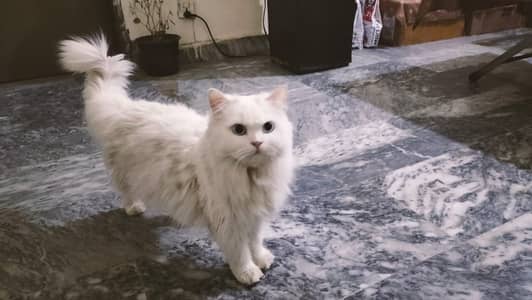 persian Cat | Persian Kittens | Triple Coated Cat / Kittens For Sale