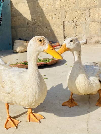 Beautifull duck pair