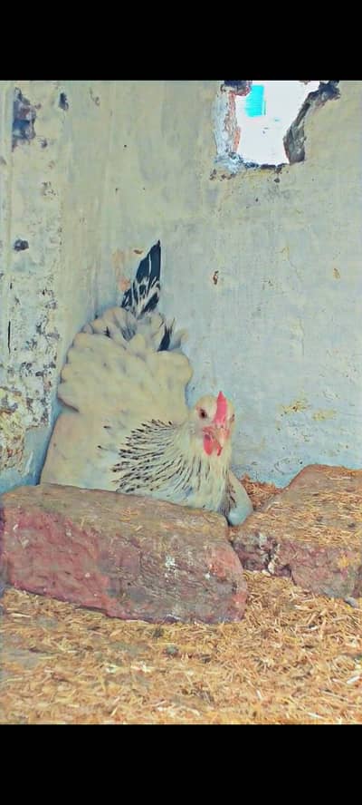 light succes, Golden misri, Egyptian fayoumi or lohman brown male