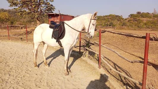 light grey mare