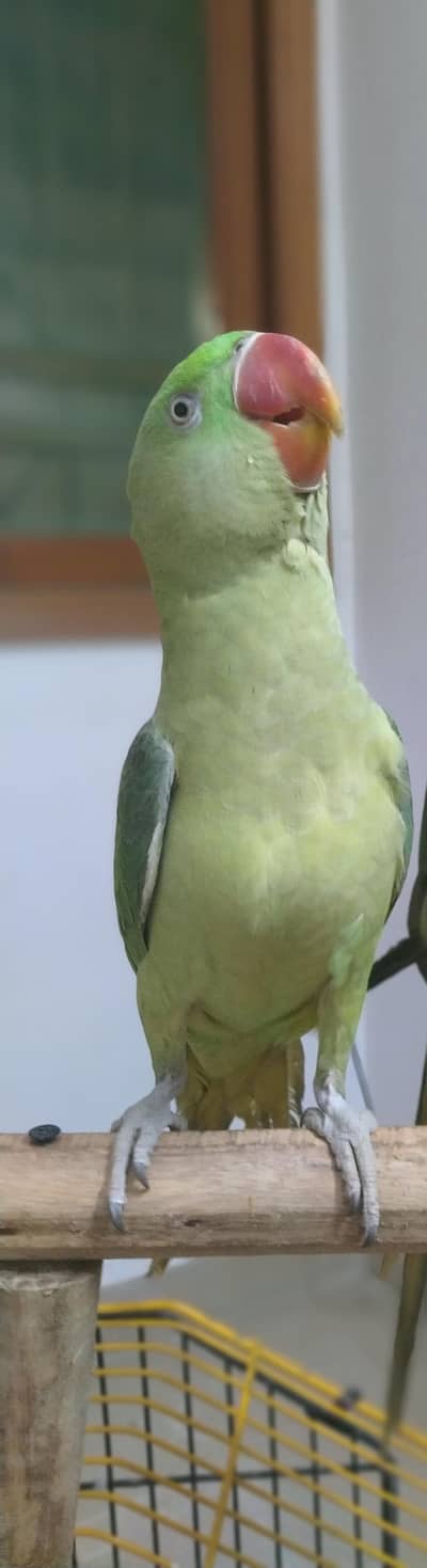 Raw pahari female age 1.5 year