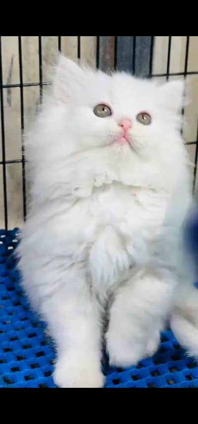 Quality Persian Punch face cat & kitten is03062848895Whatsapp