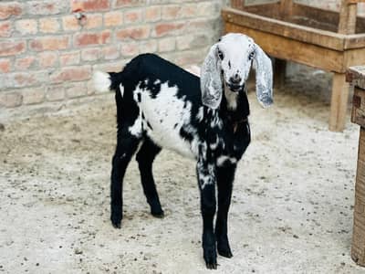 Desi cross 2 females