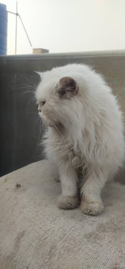 breeder Female cat videos also available