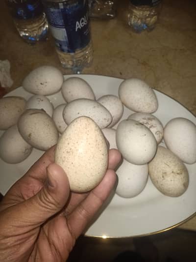 20 Fertile turkey eggs (10 white  10 black)Rs750 each