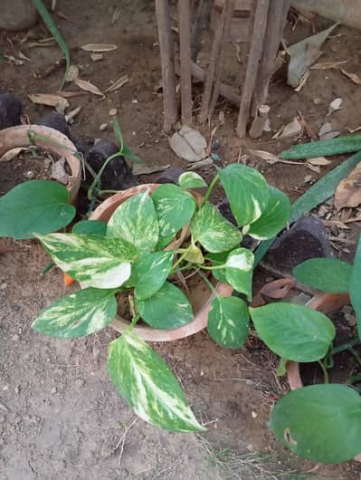 potos common,marble queen potos and cemented kiyari