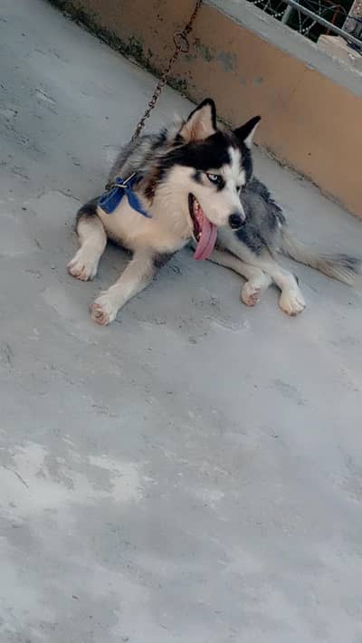 Blue Eyed Siberian Husky