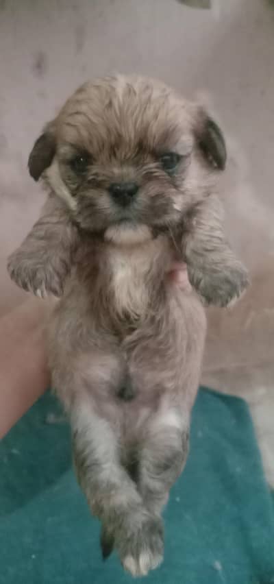 shihtzu puppy female