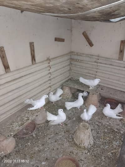 laka breeders pigeons pair for sale, pesey kam hojyen ge