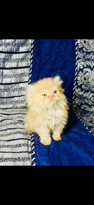 Persian Kitten | pike face kittens | triple coated | Punch face | Cat
