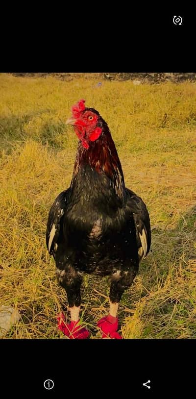 Mianwali Aseel murgha. (Rooster)