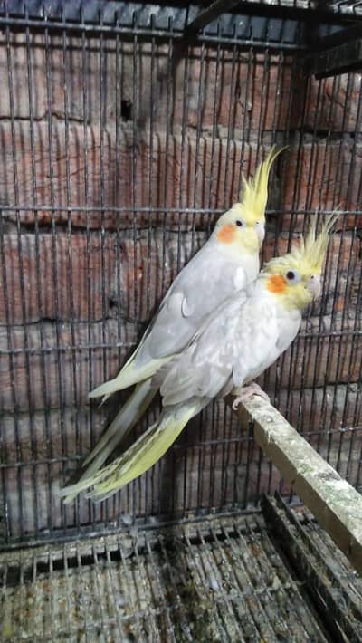 03091422198. . Bronze Fellow cocktail//  add puri read Kary