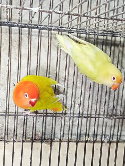 03091422198.   add puri read Kary