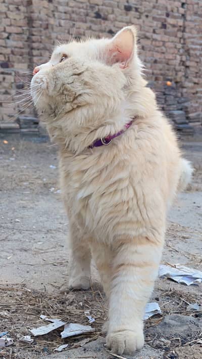 Persion Cat