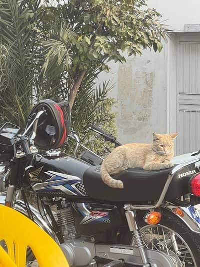 Honda 125 for sale black cloure only 9100km use